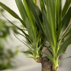 Palmlilie, Topf-Ø 17 Cm, Höhe Ca. 60-80 Cm 9 Palmlilie, Topf-Ø 17 Cm, Höhe Ca. 60-80 Cm -Compo Verkäufe 0220850207 Yucca eleph Yucca 3er Tuff1