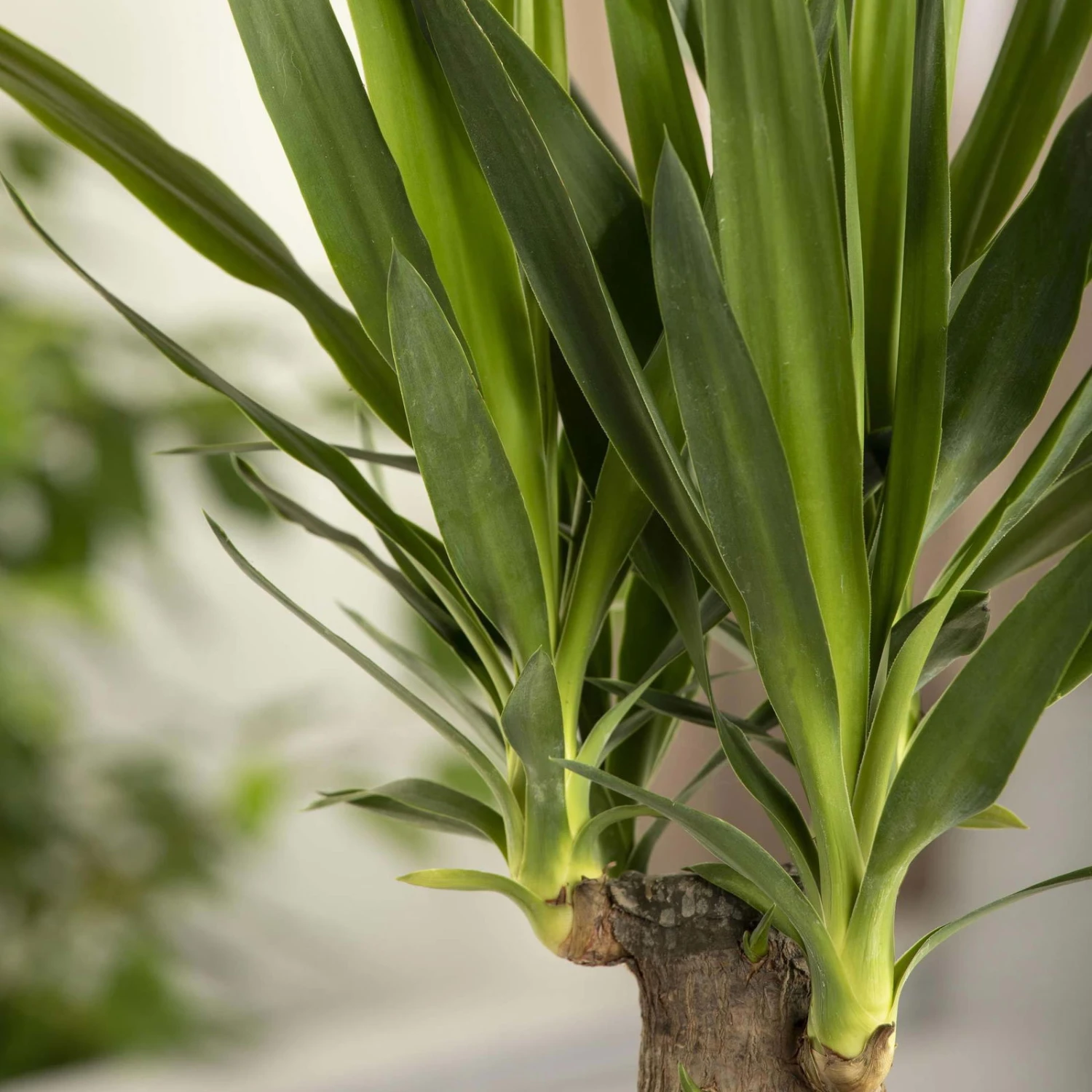 Palmlilie, Topf-Ø 17 Cm, Höhe Ca. 60-80 Cm 4 Palmlilie, Topf-Ø 17 Cm, Höhe Ca. 60-80 Cm – Bild 4