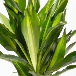 Duftender Drachenbaum 'Cintho', Topf-Ø 19 Cm, , Höhe Ca. 45 Cm -Compo Verkäufe 0221300007 Dracaena f Cintho 2er Tuff 19cm 2