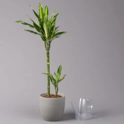 Duftender Drachenbaum 'Cintho', Topf-Ø 19 Cm, , Höhe Ca. 45 Cm -Compo Verkäufe 0221300007 Dracaena f Cintho 2er Tuff 19cm 3