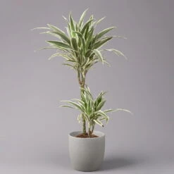 Duftender Drachenbaum 'White Stripe', Topf-Ø 19 Cm, Höhe Ca. 90 Cm