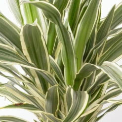 Duftender Drachenbaum 'White Stripe', Topf-Ø 19 Cm, Höhe Ca. 90 Cm -Compo Verkäufe 0221300011 Dracaena fragr White Stripe 2er Tuff 19cm 2