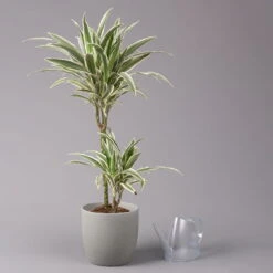 Duftender Drachenbaum 'White Stripe', Topf-Ø 19 Cm, Höhe Ca. 90 Cm -Compo Verkäufe 0221300011 Dracaena fragr White Stripe 2er Tuff 19cm 3