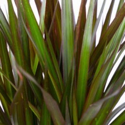 Gerandeter Drachenbaum 'Magenta', Topf-Ø 21 Cm, Höhe Ca. 120 Cm 9 Gerandeter Drachenbaum 'Magenta', Topf-Ø 21 Cm, Höhe Ca. 120 Cm -Compo Verkäufe 0221300037 Dracaena marginata Magenta 3er Tuff 21cm 4