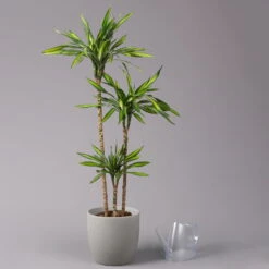 Duftender Drachenbaum 'Riki', Topf-Ø 24 Cm, Höhe Ca. 150 Cm -Compo Verkäufe 0221400009 Dracaena frag Riki Tuff Amm 24cm 3