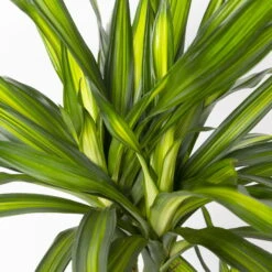 Duftender Drachenbaum 'Riki', Topf-Ø 24 Cm, Höhe Ca. 150 Cm -Compo Verkäufe 0221400009 Dracaena frag Riki Tuff Amm 24cm 4