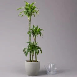 Duftender Drachenbaum 'Dorado', Topf-Ø 24 Cm, Höhe Ca. 130 Cm 8 Duftender Drachenbaum 'Dorado', Topf-Ø 24 Cm, Höhe Ca. 130 Cm -Compo Verkäufe 0221400023 Dracaena fragr Dorado 3er Tuff 24cm 3