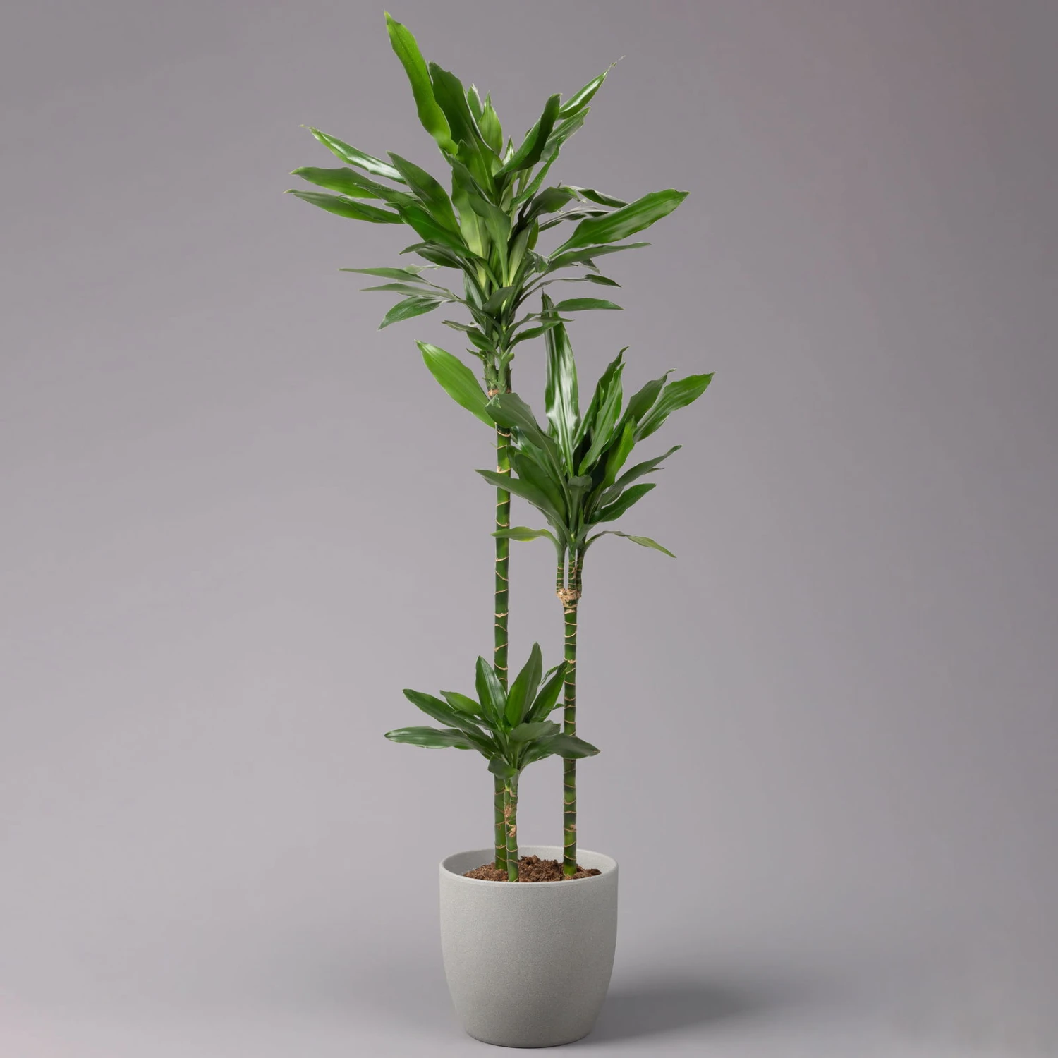 Duftender Drachenbaum 'Janet Lind', Topf-Ø 24 Cm, Höhe Ca. 150 Cm 1 Duftender Drachenbaum 'Janet Lind', Topf-Ø 24 Cm, Höhe Ca. 150 Cm