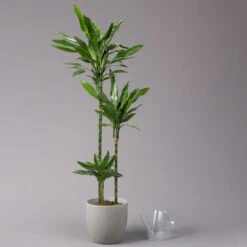 Duftender Drachenbaum 'Janet Lind', Topf-Ø 24 Cm, Höhe Ca. 150 Cm 8 Duftender Drachenbaum 'Janet Lind', Topf-Ø 24 Cm, Höhe Ca. 150 Cm -Compo Verkäufe 0221400033 Dracaena Janet Lind Tuff Amm 24cm 3