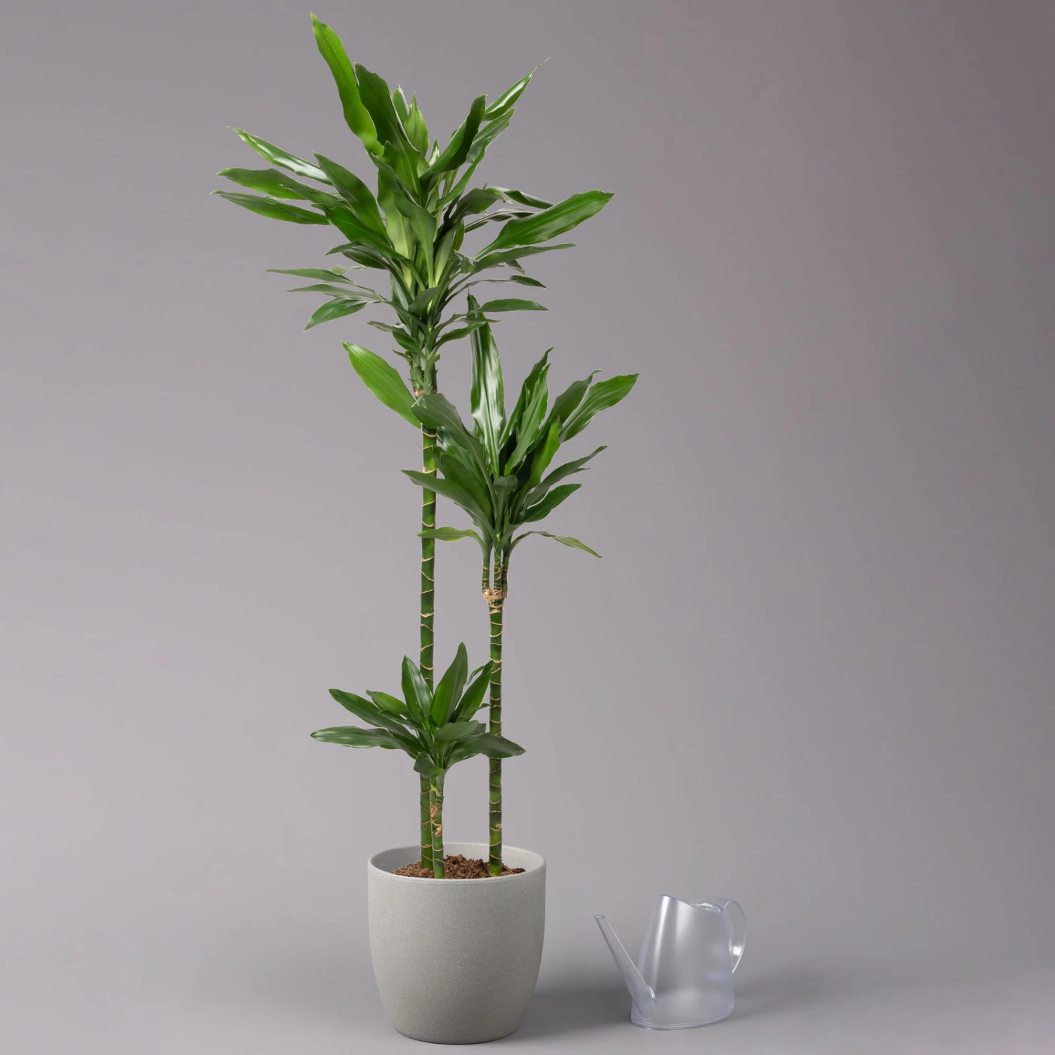 Duftender Drachenbaum 'Janet Lind', Topf-Ø 24 Cm, Höhe Ca. 150 Cm 3 Duftender Drachenbaum 'Janet Lind', Topf-Ø 24 Cm, Höhe Ca. 150 Cm – Bild 3