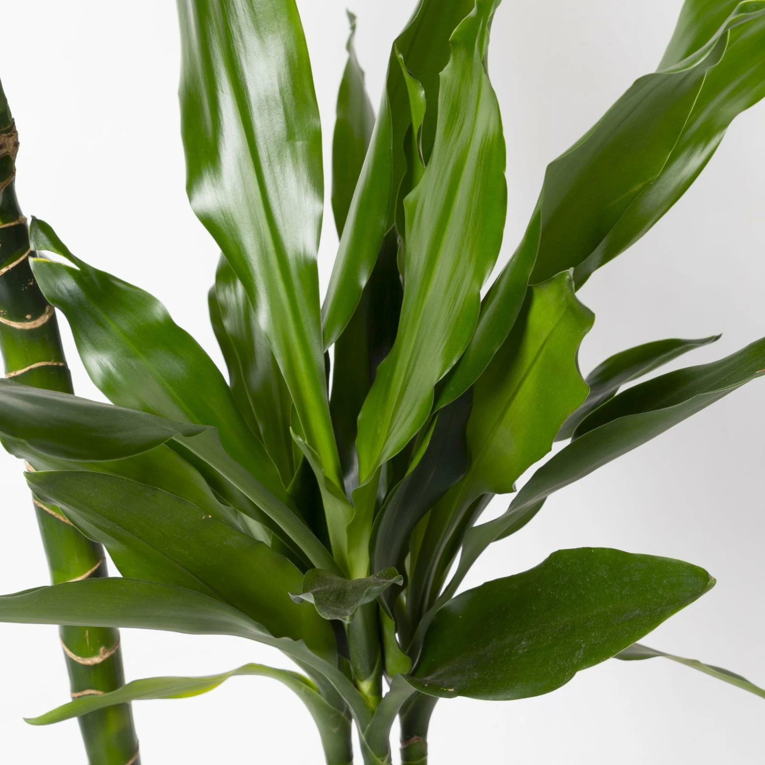 Duftender Drachenbaum 'Janet Lind', Topf-Ø 24 Cm, Höhe Ca. 150 Cm 4 Duftender Drachenbaum 'Janet Lind', Topf-Ø 24 Cm, Höhe Ca. 150 Cm – Bild 4