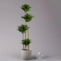 Duftender Drachenbaum 'Compacta', Topf-Ø 27 Cm, Höhe Ca. 160 Cm -Compo Verkäufe 0221500001 Dracaena fr compacta Tuff 27cm 3