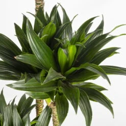 Duftender Drachenbaum 'Compacta', Topf-Ø 27 Cm, Höhe Ca. 160 Cm -Compo Verkäufe 0221500001 Dracaena fr compacta Tuff 27cm 4