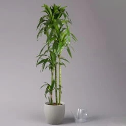 Duftender Drachenbaum 'Janet Craig', Topf-Ø 24 Cm, Höhe Ca. 180 Cm -Compo Verkäufe 0221500024 Dracaena frag Janet Craig Lisa 27 cm 3