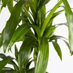 Duftender Drachenbaum 'Janet Craig', Topf-Ø 24 Cm, Höhe Ca. 180 Cm -Compo Verkäufe 0221500024 Dracaena frag Janet Craig Lisa 27 cm 4