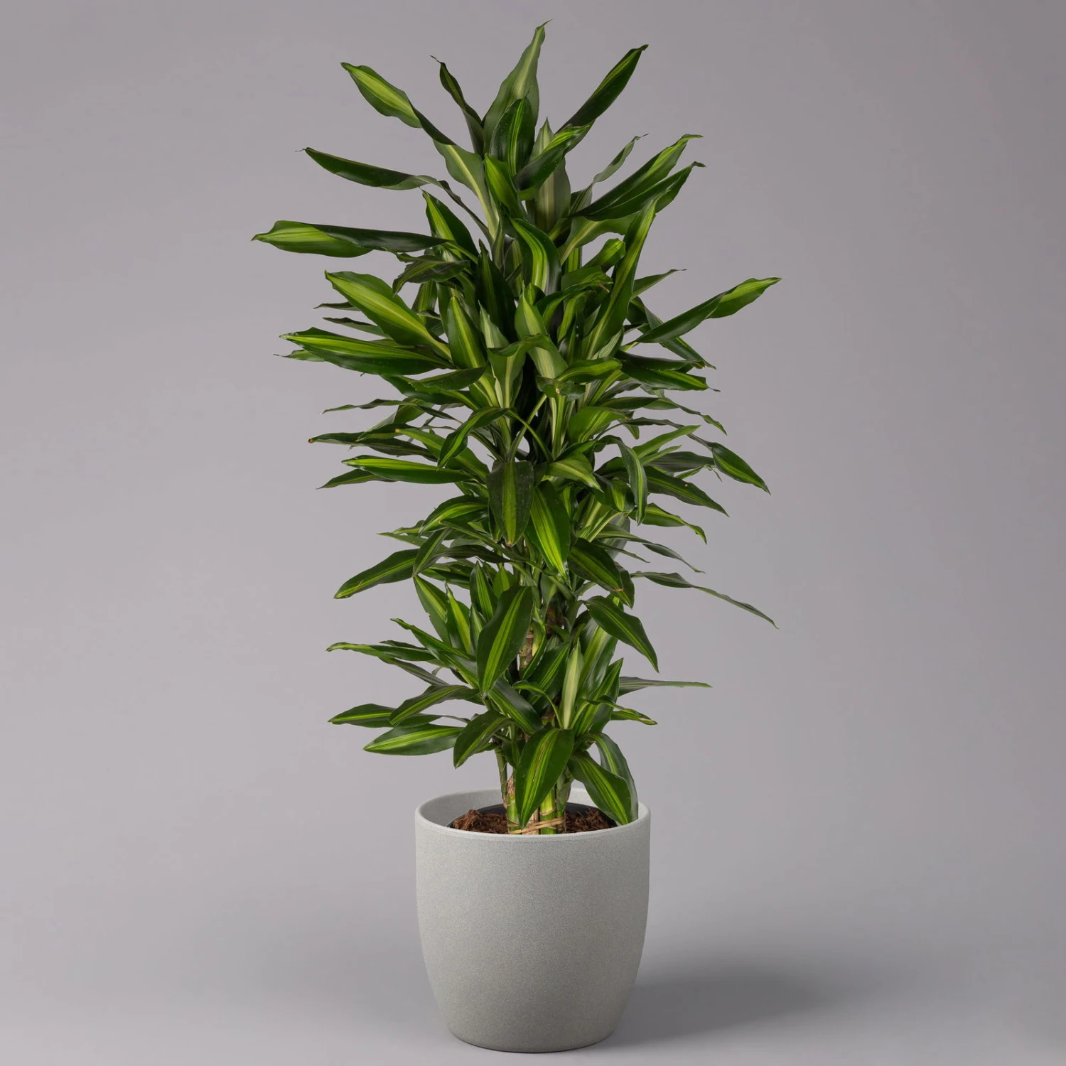 Duftender Drachenbaum 'Hawaiian Sunshine', Topf-Ø 27 Cm, H: Ca. 100 Cm 1 Duftender Drachenbaum 'Hawaiian Sunshine', Topf-Ø 27 Cm, H: Ca. 100 Cm