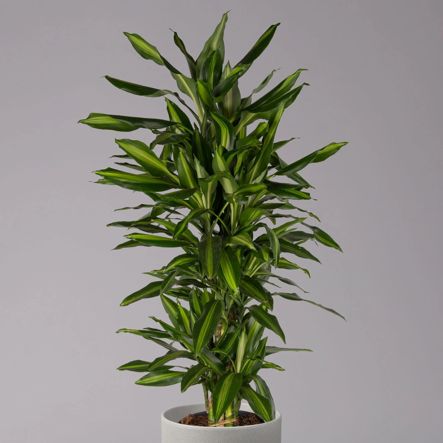 Duftender Drachenbaum 'Hawaiian Sunshine', Topf-Ø 27 Cm, H: Ca. 100 Cm 2 Duftender Drachenbaum 'Hawaiian Sunshine', Topf-Ø 27 Cm, H: Ca. 100 Cm – Bild 2