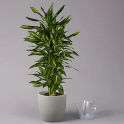 Duftender Drachenbaum 'Hawaiian Sunshine', Topf-Ø 27 Cm, H: Ca. 100 Cm 8 Duftender Drachenbaum 'Hawaiian Sunshine', Topf-Ø 27 Cm, H: Ca. 100 Cm -Compo Verkäufe 0221500025 Dracaena fr Hawaiian Sunshine 27cm 3