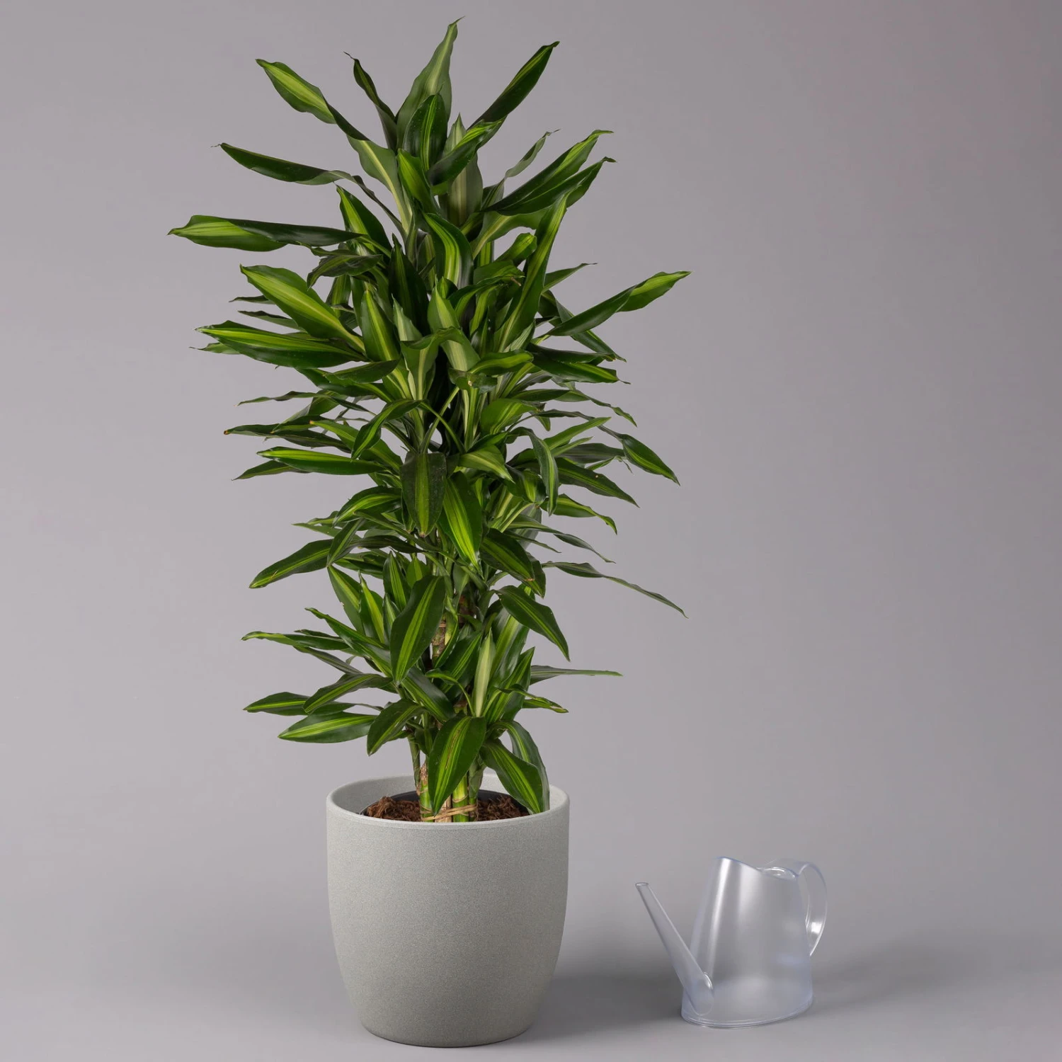 Duftender Drachenbaum 'Hawaiian Sunshine', Topf-Ø 27 Cm, H: Ca. 100 Cm 3 Duftender Drachenbaum 'Hawaiian Sunshine', Topf-Ø 27 Cm, H: Ca. 100 Cm – Bild 3