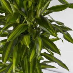 Duftender Drachenbaum 'Hawaiian Sunshine', Topf-Ø 27 Cm, H: Ca. 100 Cm 9 Duftender Drachenbaum 'Hawaiian Sunshine', Topf-Ø 27 Cm, H: Ca. 100 Cm -Compo Verkäufe 0221500025 Dracaena fr Hawaiian Sunshine 27cm 4