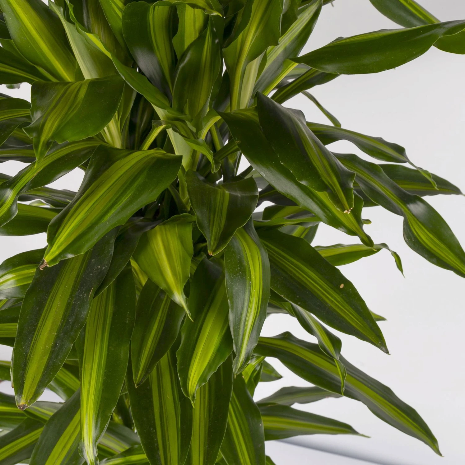 Duftender Drachenbaum 'Hawaiian Sunshine', Topf-Ø 27 Cm, H: Ca. 100 Cm 4 Duftender Drachenbaum 'Hawaiian Sunshine', Topf-Ø 27 Cm, H: Ca. 100 Cm – Bild 4