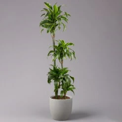 Duftender Drachenbaum 'Dorado', Topf-Ø 27 Cm, Höhe Ca. 160 Cm