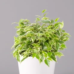 Birkenfeige 'Kinky' In Keramiktopf Weiß, Topf-Ø 12 Cm, Höhe Ca. 25 Cm, 2er-Set -Compo Verkäufe 0223100069 Ficus benj Kinky Dallas weiss 2 108739