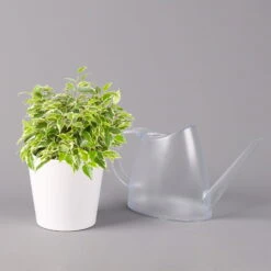 Birkenfeige 'Kinky' In Keramiktopf Weiß, Topf-Ø 12 Cm, Höhe Ca. 25 Cm, 2er-Set -Compo Verkäufe 0223100069 Ficus benj Kinky Dallas weiss 3 108740