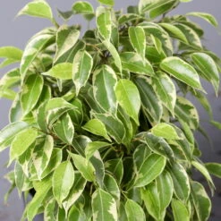 Birkenfeige 'Kinky' In Keramiktopf Weiß, Topf-Ø 12 Cm, Höhe Ca. 25 Cm, 2er-Set -Compo Verkäufe 0223100069 Ficus benj Kinky Dallas weiss 4 108741