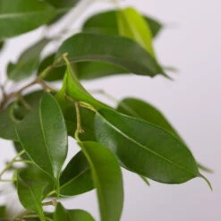 Birkenfeige 'Natasja' Inkl. Übertopf Weiß, Topf 12cmØ, Höhe Ca. 25cm, 3er-Set -Compo Verkäufe 0223100075 Ficus benj Natasja im Topf Dallas weiss 4