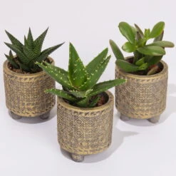 Sukkulenten In Dekotopf 'Binti', Topf-Ø 6 Cm, 3er-Set