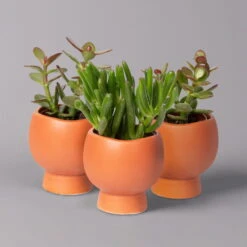 Mini-Sukkulenten Im Dekotopf 'Scandic Terracotta', Topf-Ø 6 Cm, 3er-Set