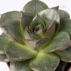 Mini-Sukkulenten Im Dekotopf 'Scandic Terracotta', Topf-Ø 6 Cm, 3er-Set -Compo Verkäufe 0225200733 Sukkulenten Set in Topf Scandic terrac 3er Set 11