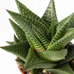 Mini-Sukkulenten Im Dekotopf 'Scandic Terracotta', Topf-Ø 6 Cm, 3er-Set -Compo Verkäufe 0225200733 Sukkulenten Set in Topf Scandic terrac 3er Set 12