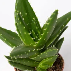 Mini-Sukkulenten Im Dekotopf 'Scandic Terracotta', Topf-Ø 6 Cm, 3er-Set -Compo Verkäufe 0225200733 Sukkulenten Set in Topf Scandic terrac 3er Set 13