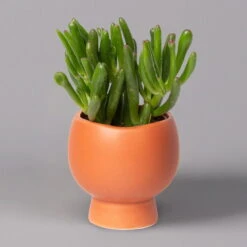 Mini-Sukkulenten Im Dekotopf 'Scandic Terracotta', Topf-Ø 6 Cm, 3er-Set -Compo Verkäufe 0225200733 Sukkulenten Set in Topf Scandic terrac 3er Set 2