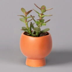 Mini-Sukkulenten Im Dekotopf 'Scandic Terracotta', Topf-Ø 6 Cm, 3er-Set -Compo Verkäufe 0225200733 Sukkulenten Set in Topf Scandic terrac 3er Set 4