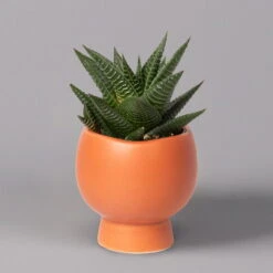 Mini-Sukkulenten Im Dekotopf 'Scandic Terracotta', Topf-Ø 6 Cm, 3er-Set -Compo Verkäufe 0225200733 Sukkulenten Set in Topf Scandic terrac 3er Set 7