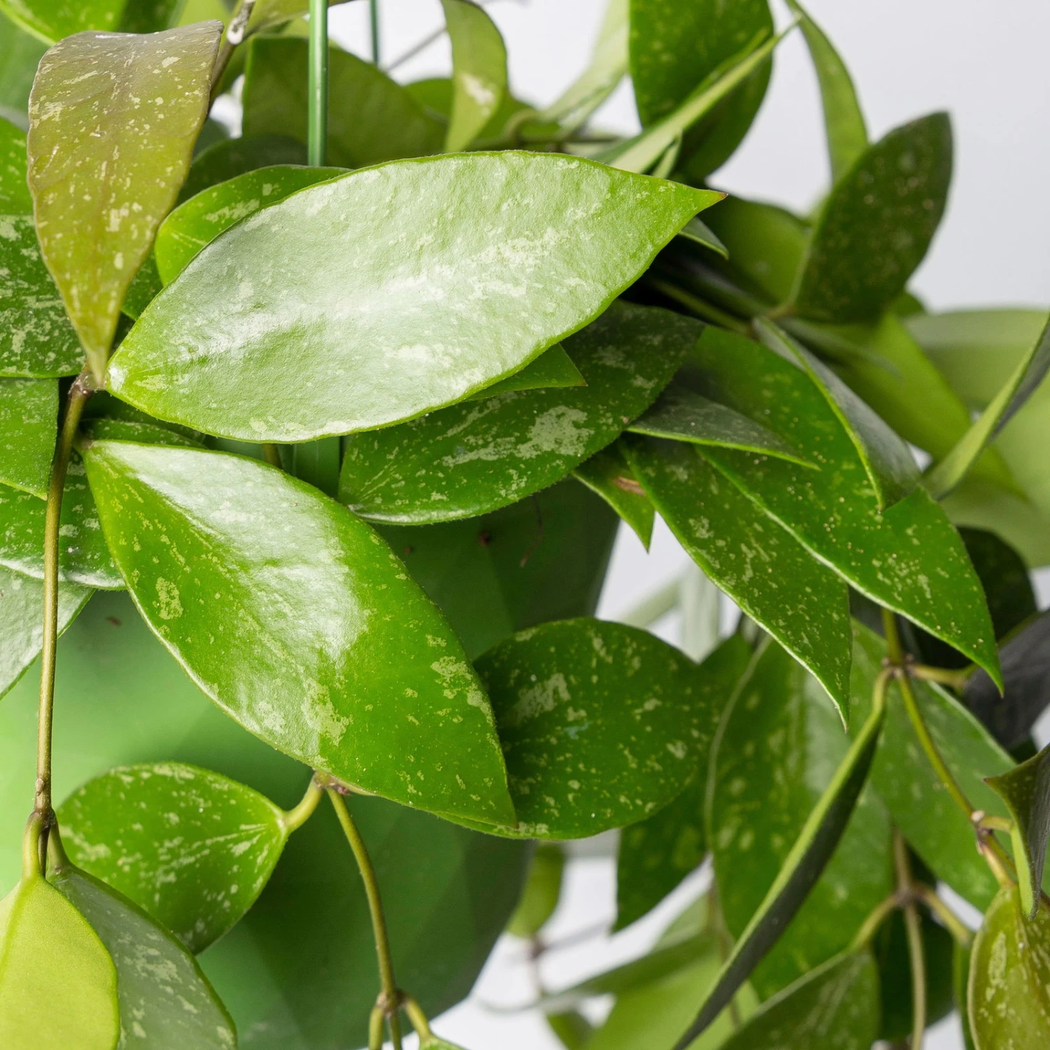 Hoya Memoria, In Blumenampel, Topf-Ø 14 Cm 2 Hoya Memoria, In Blumenampel, Topf-Ø 14 Cm – Bild 2