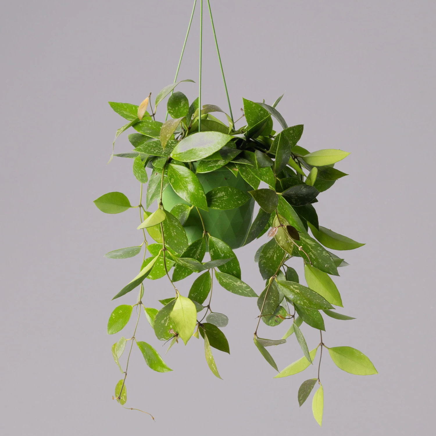 Hoya Memoria, In Blumenampel, Topf-Ø 14 Cm 3 Hoya Memoria, In Blumenampel, Topf-Ø 14 Cm – Bild 3