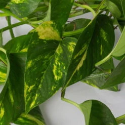 Efeutute, In Ampeltopf, Topf-Ø 18 Cm, Höhe Ca. 35 Cm 7 Efeutute, In Ampeltopf, Topf-Ø 18 Cm, Höhe Ca. 35 Cm -Compo Verkäufe 0230200588 Epipremnum aureum Ampel T18cm H35cm 2 116839