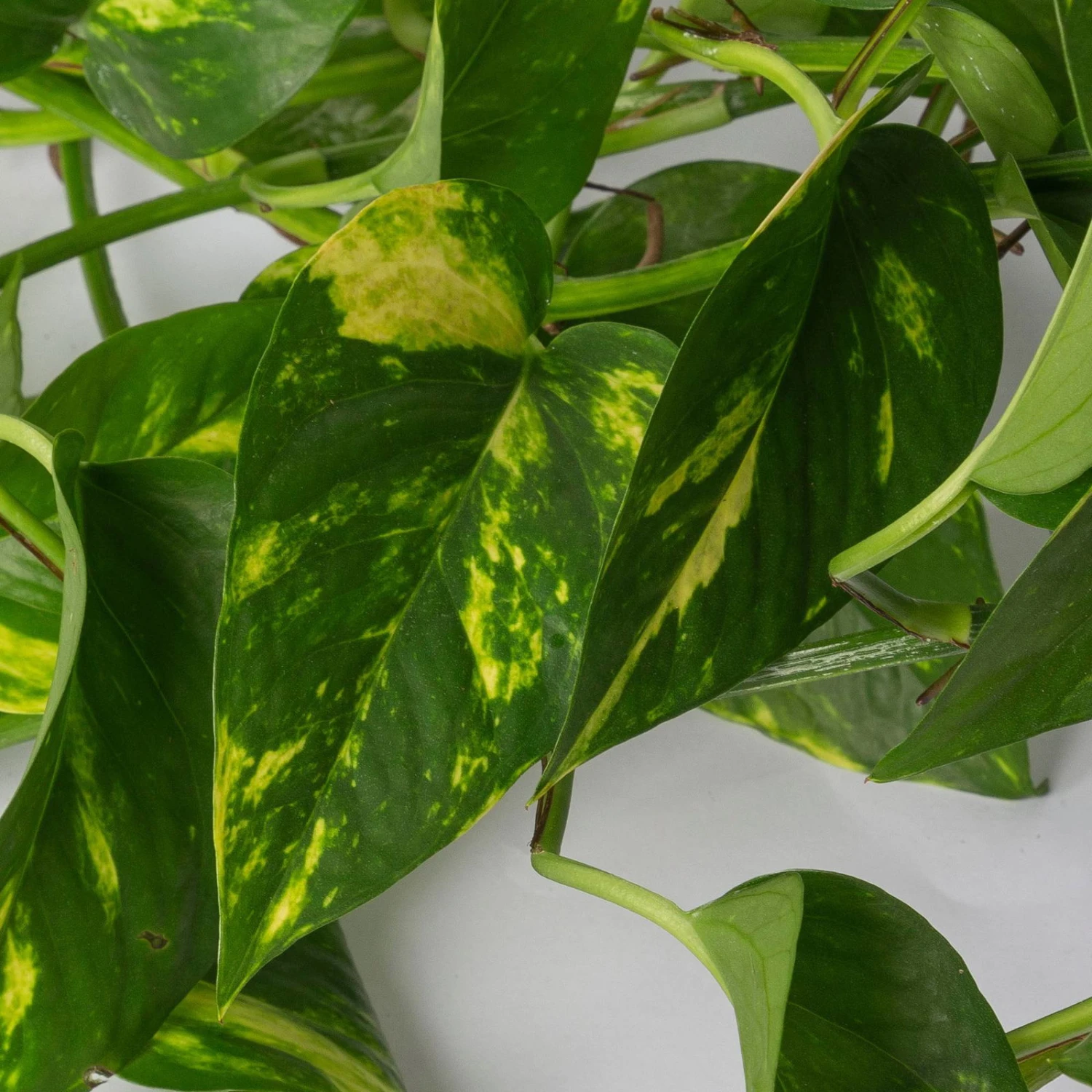 Efeutute, In Ampeltopf, Topf-Ø 18 Cm, Höhe Ca. 35 Cm 3 Efeutute, In Ampeltopf, Topf-Ø 18 Cm, Höhe Ca. 35 Cm – Bild 3