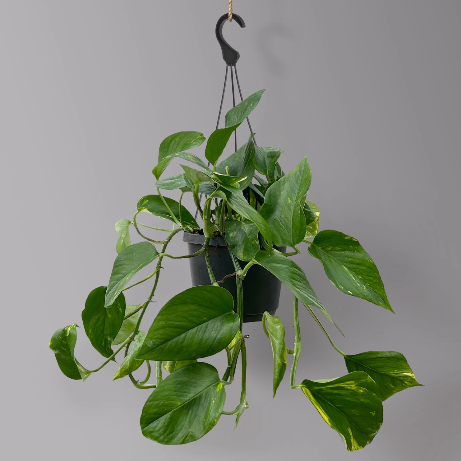 Efeutute, In Ampeltopf, Topf-Ø 18 Cm, Höhe Ca. 35 Cm 1 Efeutute, In Ampeltopf, Topf-Ø 18 Cm, Höhe Ca. 35 Cm