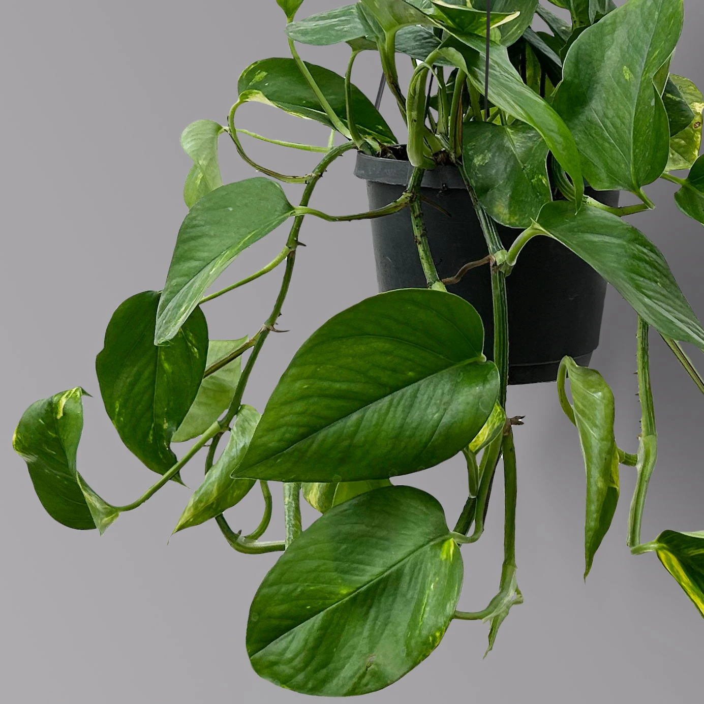 Efeutute, In Ampeltopf, Topf-Ø 18 Cm, Höhe Ca. 35 Cm 2 Efeutute, In Ampeltopf, Topf-Ø 18 Cm, Höhe Ca. 35 Cm – Bild 2