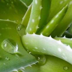 Aloe Vera, Topf-Ø 15 Cm, Höhe Ca. 35-50 Cm -Compo Verkäufe 0250102346 0250100086 0250102044 0250102126 0250102250 Aloe vera