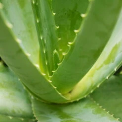 Aloe Vera, Topf-Ø 15 Cm, Höhe Ca. 35-50 Cm -Compo Verkäufe 0250102346 0250100086 0250102044 0250102126 0250102250 Aloe vera1
