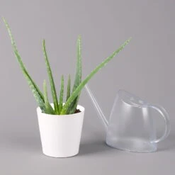 Aloe Vera In Keramiktopf Dallas Weiß, Topf-Ø 12 Cm, Höhe Ca. 20-35 Cm, 2er-Set -Compo Verkäufe 0250103025 Aloe vera Dallas weiss 3