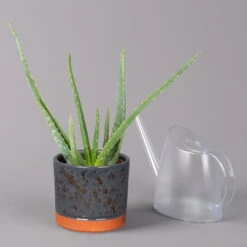Aloe Vera In Keramiktopf Lauren Blau, Topf-Ø 12 Cm, Höhe Ca. 35 Cm -Compo Verkäufe 0250103273 Aloe vera mit Uebertopf Lauren blau 3