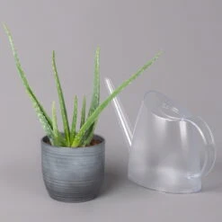 Aloe Vera In Keramiktopf Bergamo Grau, Topf-Ø 12 Cm, Höhe Ca. 35 Cm -Compo Verkäufe 0250103274 Aloe vera in uebertopf Bergamo grau 12cmT H35cm 3 121030