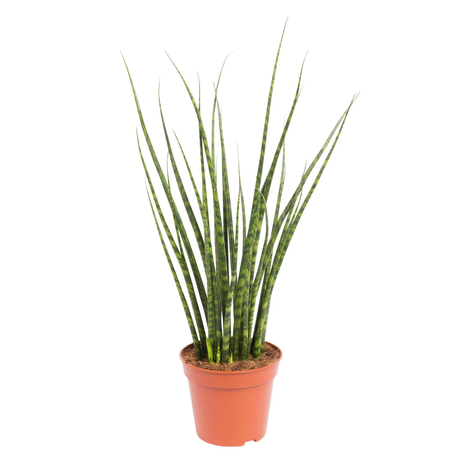 Bogenhanf, 'Fernwood Mikado', Topf-Ø 14 Cm, Höhe Ca. 60 Cm 1 Bogenhanf, 'Fernwood Mikado', Topf-Ø 14 Cm, Höhe Ca. 60 Cm